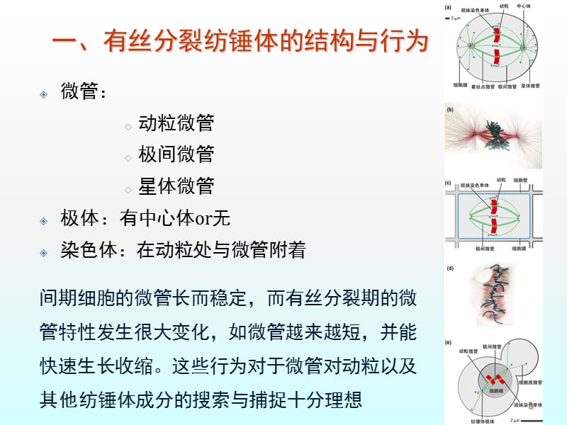 纺锤体ppt课件_第3页