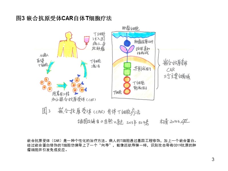 T细胞免疫图片ppt课件_第3页