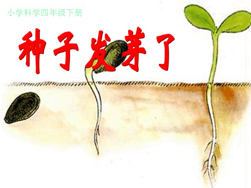 2019春四年級(jí)科學(xué)下冊(cè) 3.1《種子發(fā)芽了》課件1 大象版.ppt_第1頁