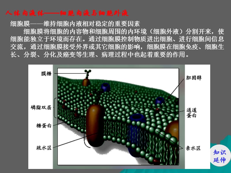 高中生物核心概念高考复习课件-内环境.ppt_第3页