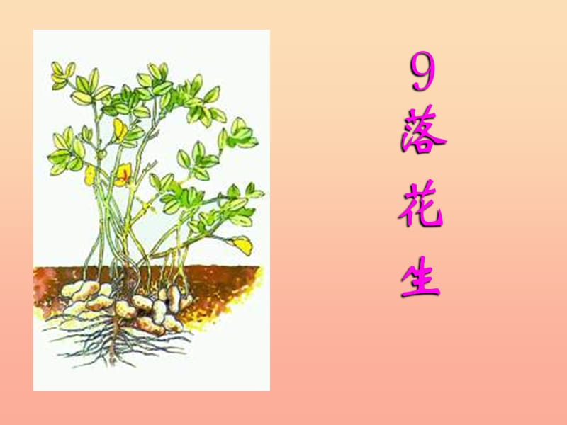 六年级语文下册《落花生》课件3 长春版.ppt_第1页