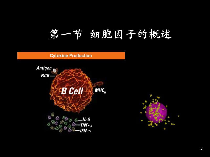 细胞因子ppt课件_第2页