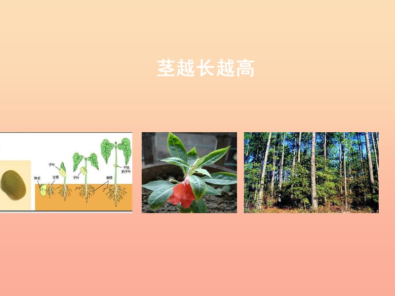 三年級(jí)科學(xué)下冊(cè) 植物的生長(zhǎng)變化 5莖越長(zhǎng)越高課件 教科版.ppt_第1頁(yè)