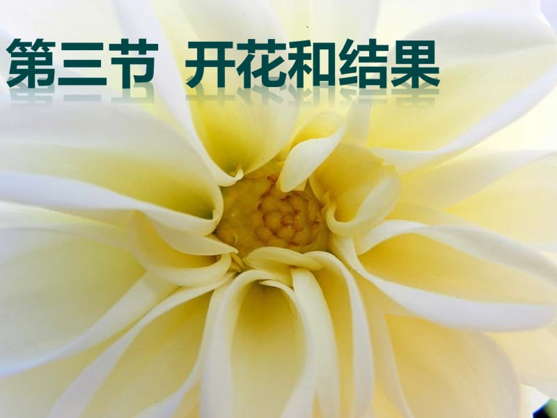 六年級生物下冊 3.2.3《開花和結(jié)果》課件3 魯科版五四制.ppt_第1頁