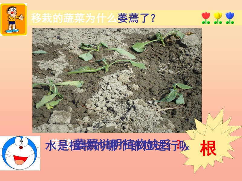 六年级生物下册 3.3.1《水分进入植物体内的途径》课件1 鲁科版五四制.ppt_第3页