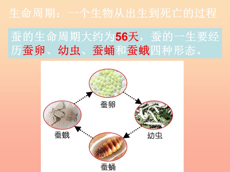 三年级科学下册 动物的生命周期 5 蚕的生命周期课件1 教科版.ppt_第2页