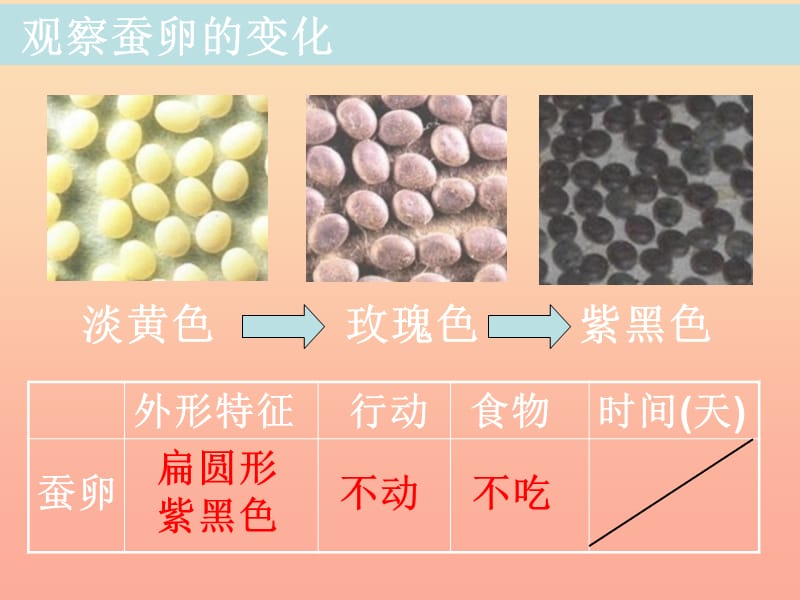 三年级科学下册 动物的生命周期 5 蚕的生命周期课件1 教科版.ppt_第3页