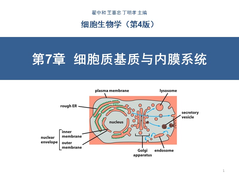 细胞质基质与内膜系统ppt课件_第1页