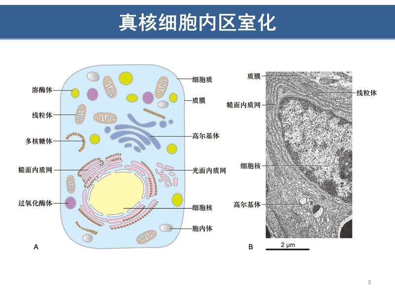 细胞质基质与内膜系统ppt课件_第3页