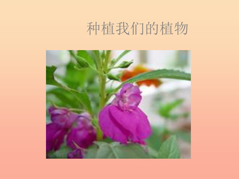 三年級(jí)科學(xué)下冊(cè) 植物的生長(zhǎng)變化 2《種植我們的植物》課件 教科版.ppt_第1頁(yè)