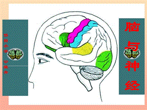 五年級科學(xué)上冊 第9課 腦與神經(jīng)課件1 青島版.ppt