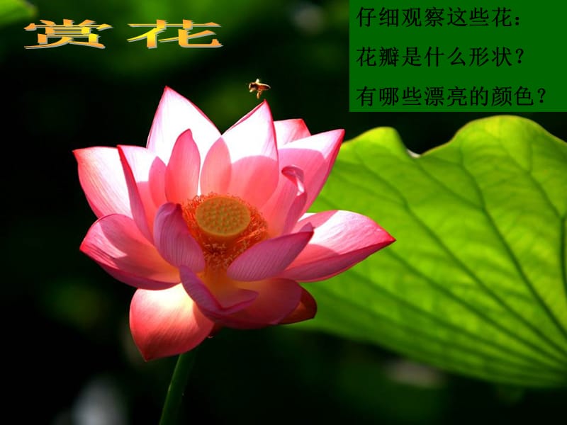 一年級(jí)美術(shù)下冊(cè) 第19課《花的世界》課件 人美版.ppt_第1頁(yè)