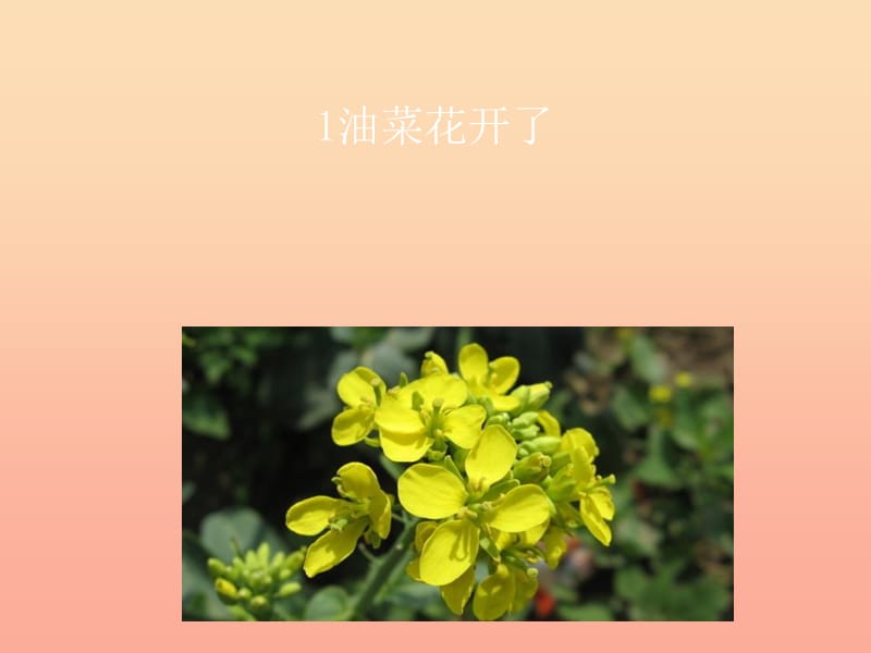 四年級(jí)科學(xué)下冊(cè) 2 新的生命 1《油菜花開了》課件 教科版.ppt_第1頁