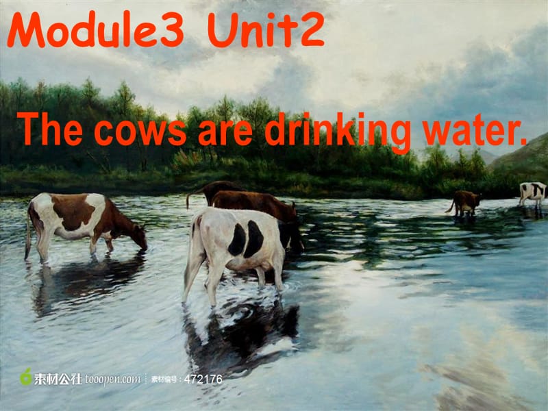 2019春六年级英语下册 Module 3 Unit 2《The cows are drinking water》课件1 （新版）外研版.ppt_第1页