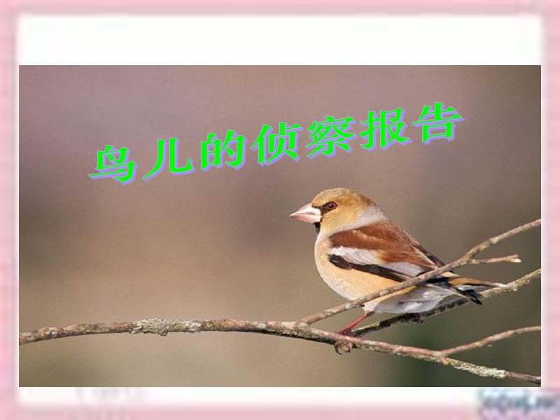 三年級(jí)語(yǔ)文下冊(cè) 第4單元 16《鳥兒的偵察報(bào)告》課件3 語(yǔ)文S版.ppt_第1頁(yè)