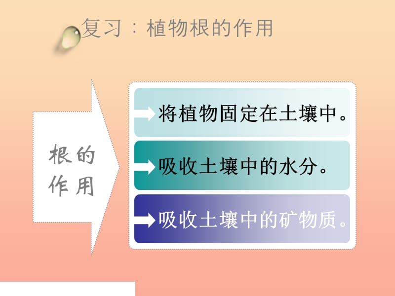 三年級科學下冊 植物的生長變化 4 種子變成了幼苗課件2 教科版.ppt_第1頁