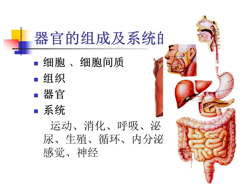 骨學(xué)-現(xiàn)代醫(yī)學(xué)概論.ppt_第1頁