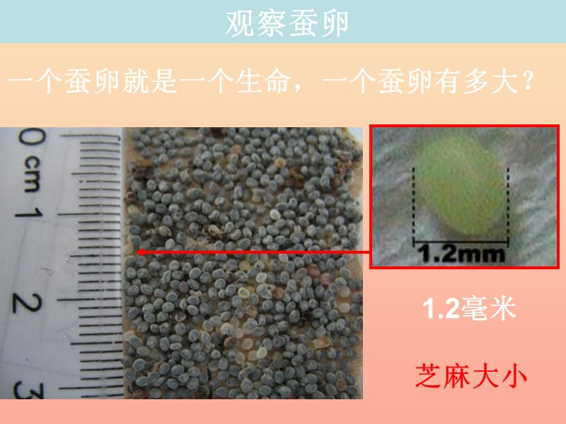 三年级科学下册动物的生命周期1蚕卵里孵出的新生命课件3教科版.ppt_第3页