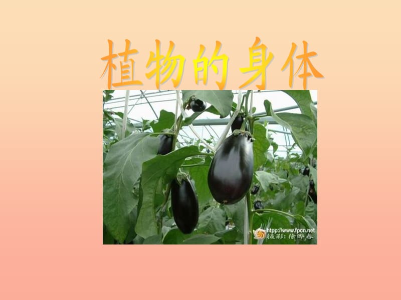 三年級科學下冊 二 植物的生長 第3課《植物的身體》課件2 新人教版.ppt_第1頁