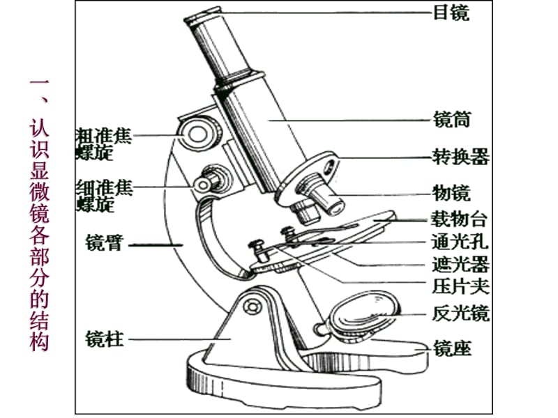 高中生物必修一专题-显微镜.ppt_第1页