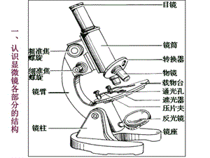 高中生物必修一专题-显微镜.ppt