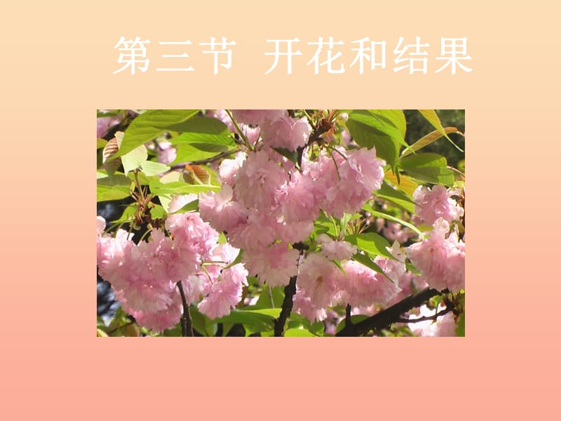 六年級(jí)生物下冊(cè) 第三單元 第二章 第三節(jié) 開花和結(jié)果課件 魯科版（五四制）.ppt_第1頁