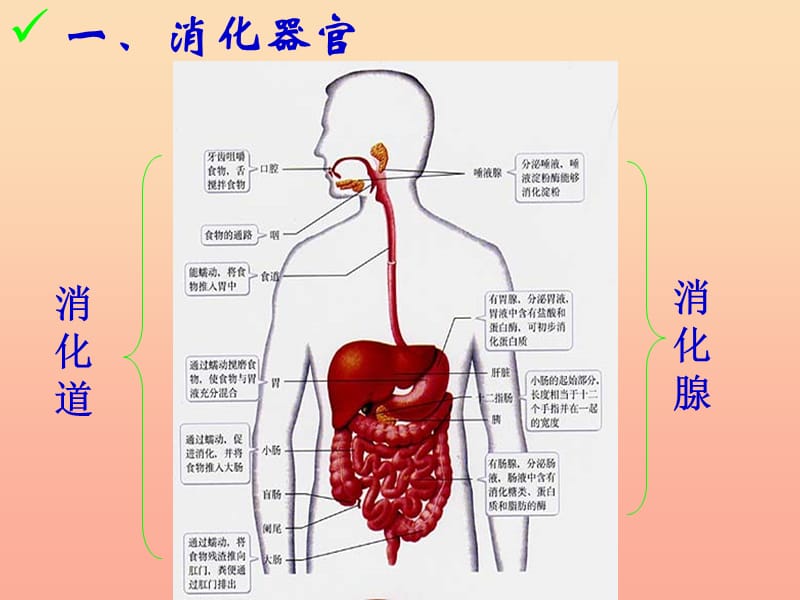 五年级科学上册第6课食物到哪里去了课件2青岛版.ppt_第2页