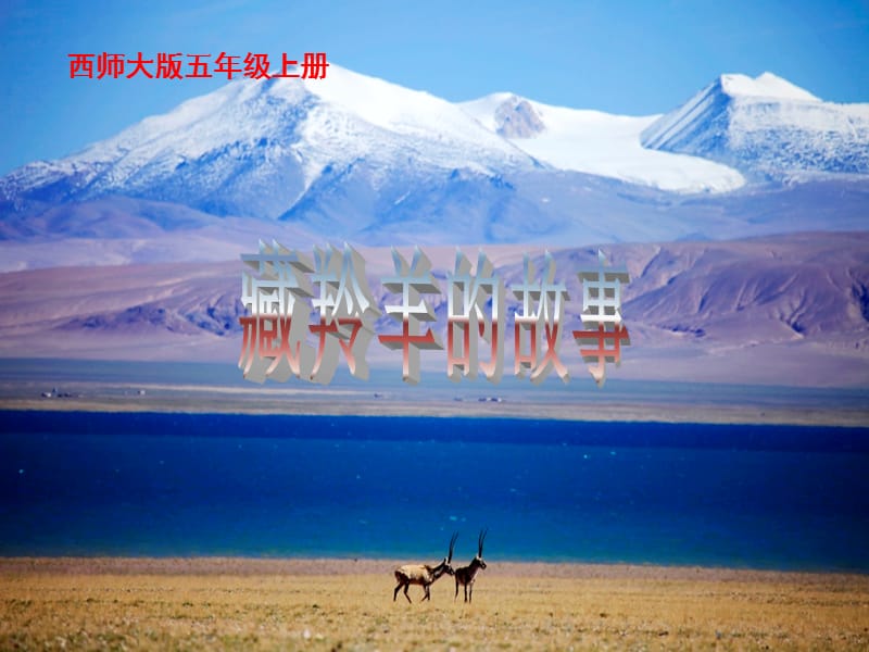 五年级语文上册 第二单元 藏羚羊的故事课件4 西师大版.ppt_第1页