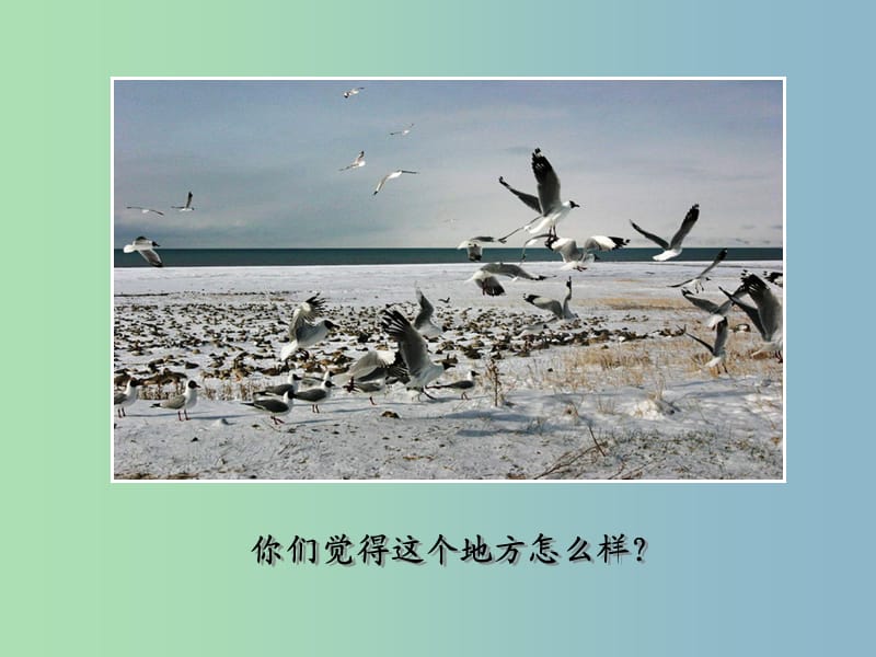 2019版二年级语文上册《鸟岛》课件2 沪教版.ppt_第1页
