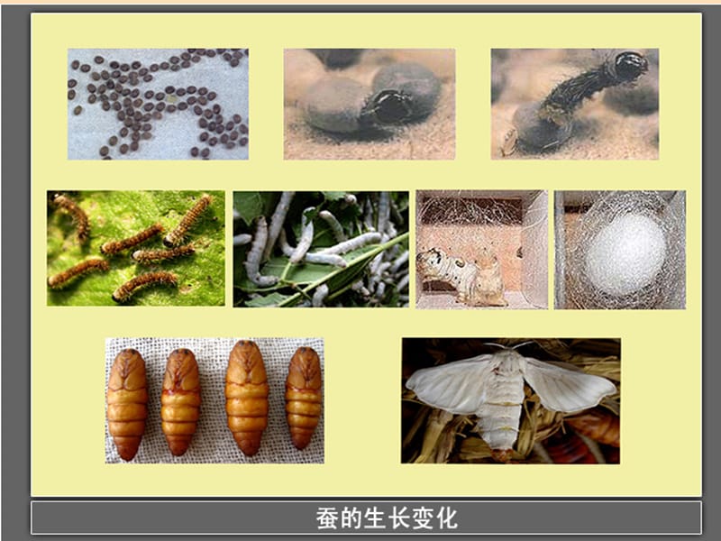 三年级科学下册 动物的生命周期 5 蚕的生命周期课件3 教科版.ppt_第2页