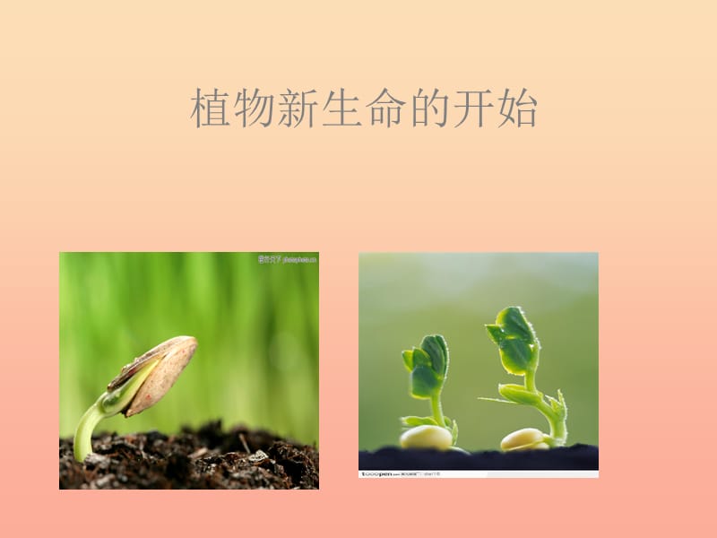 三年級(jí)科學(xué)下冊(cè) 植物的生長(zhǎng)變化 1《植物新生命的開始》課件1 教科版.ppt_第1頁