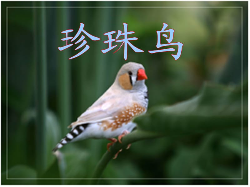 2019秋五年級(jí)語(yǔ)文上冊(cè) 第16課 珍珠鳥(niǎo)課件2 新人教版.ppt_第1頁(yè)