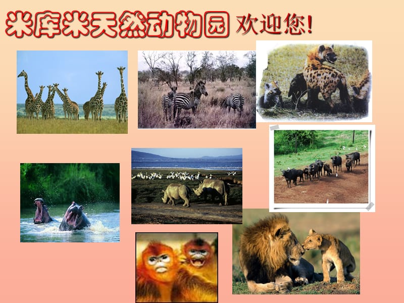 四年级语文下册 第4单元 20《天然动物园漫游记》课件 沪教版.ppt_第2页
