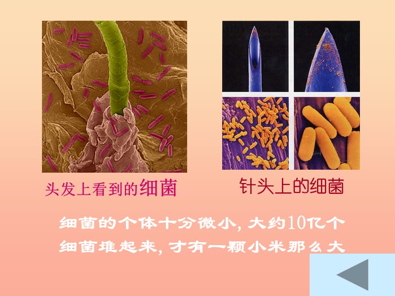 六年級(jí)科學(xué)上冊(cè) 細(xì)菌課件4 青島版.ppt_第1頁