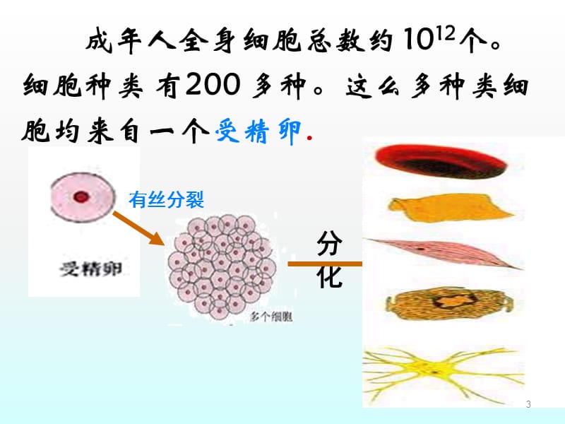 细胞的分化ppt课件_第3页