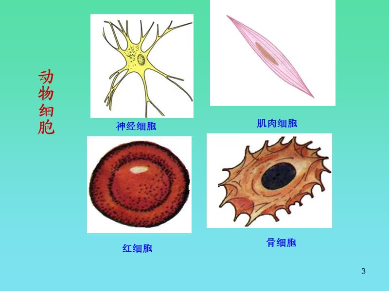 人和动物细胞的结构和功能ppt课件_第3页