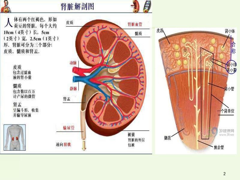 诊断学]常用肾功能实验室检测ppt课件_第2页