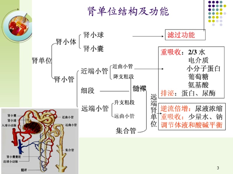 诊断学]常用肾功能实验室检测ppt课件_第3页