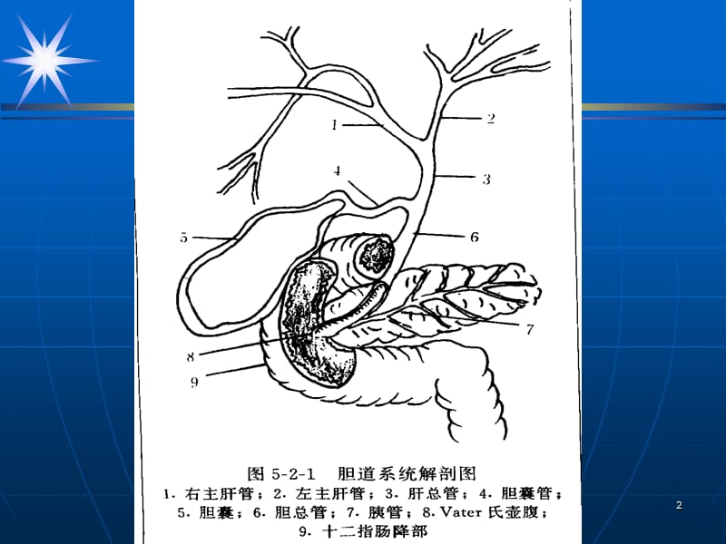 胆系影像诊断ppt课件_第2页