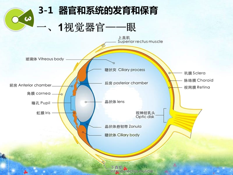 学前儿童器官和系统的发育和保育ppt课件_第2页