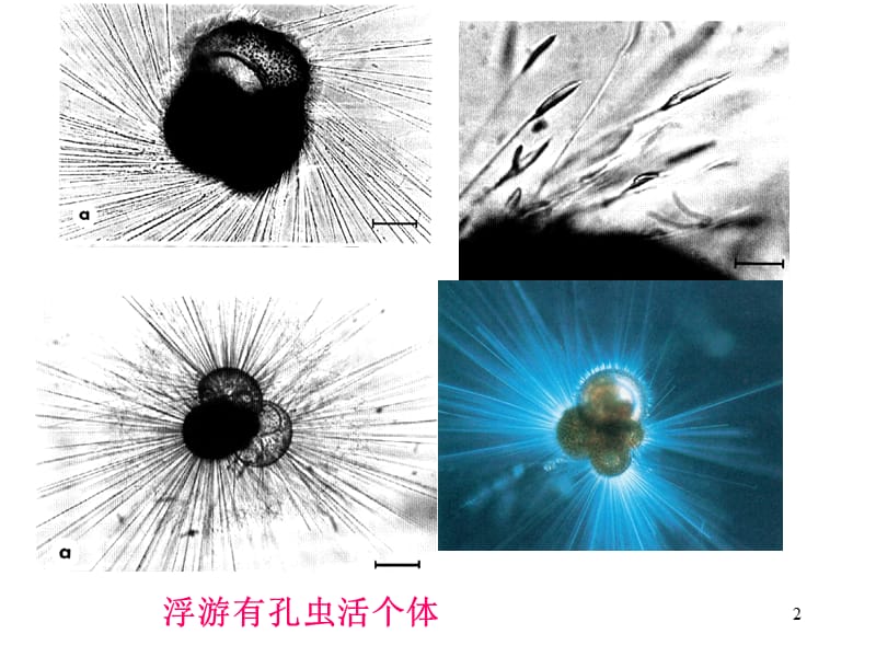 有孔虫ppt课件_第2页