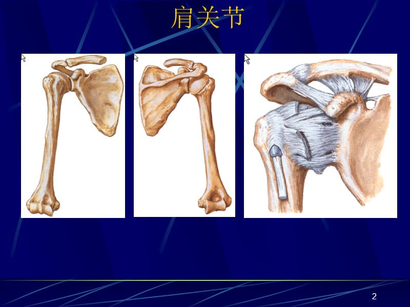 M四肢关节断层影像解剖ppt课件_第2页