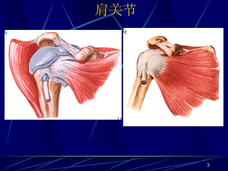 M四肢关节断层影像解剖ppt课件_第3页