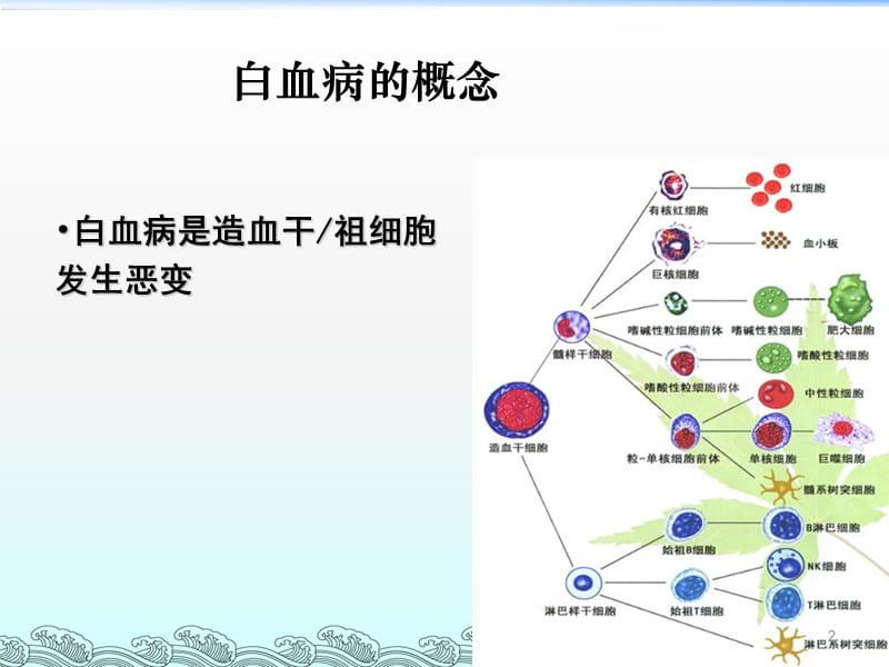 常见血液病急性白血病的MICM分型和预后ppt课件_第2页