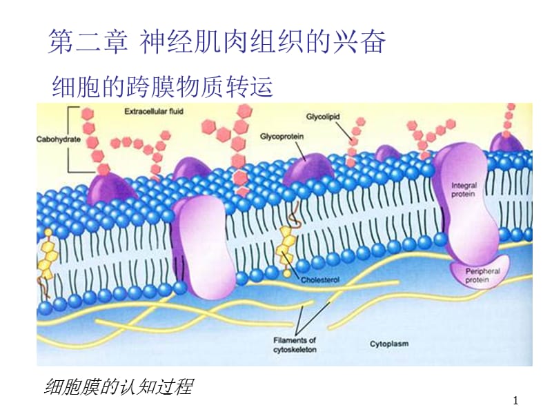 神经传导和神经肌接头ppt课件_第1页