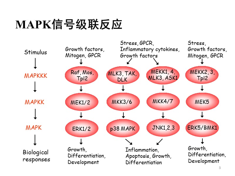 常见信号通路ppt课件_第3页