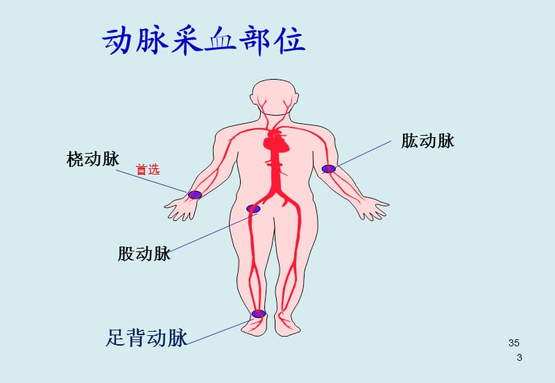 动脉采血部位解剖ppt课件_第3页