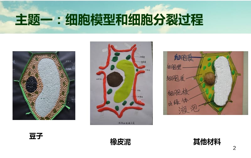 动植物细胞模型制作ppt课件_第2页