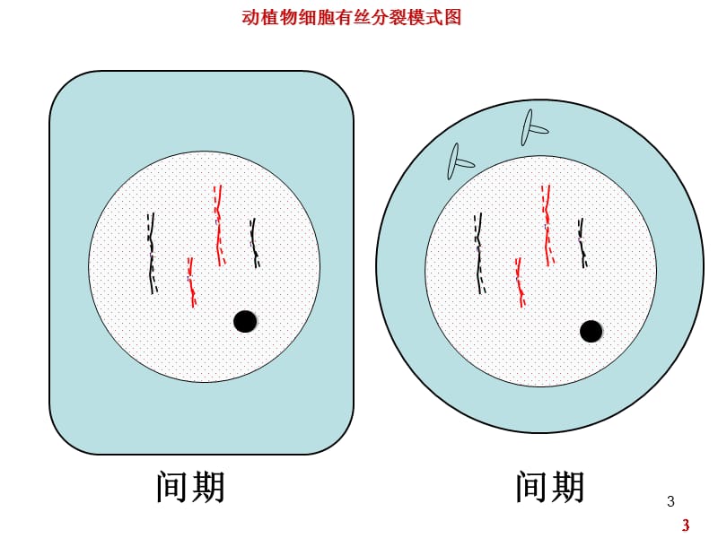 动植物细胞有丝分裂图高一ppt课件_第3页