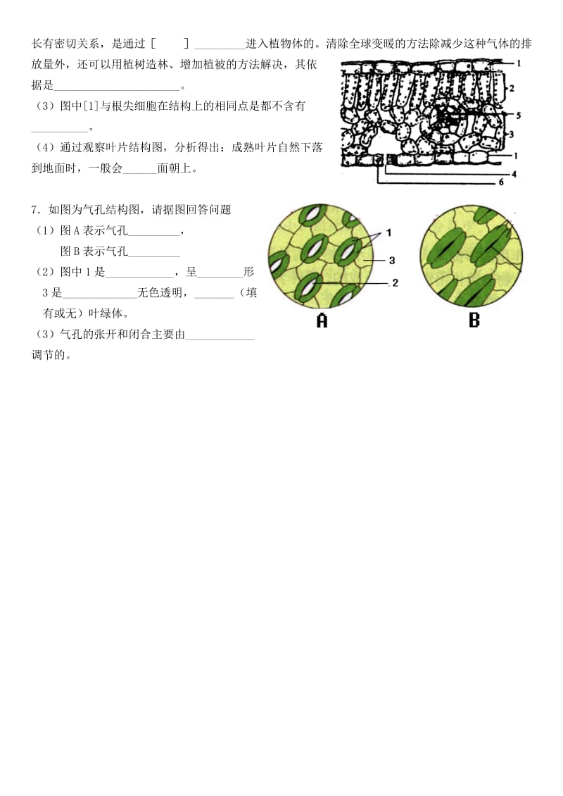 2019年六年级生物下册 第三单元 第三章 绿色植物与生物圈的水循环复习导学案 鲁科版五四制.doc_第3页